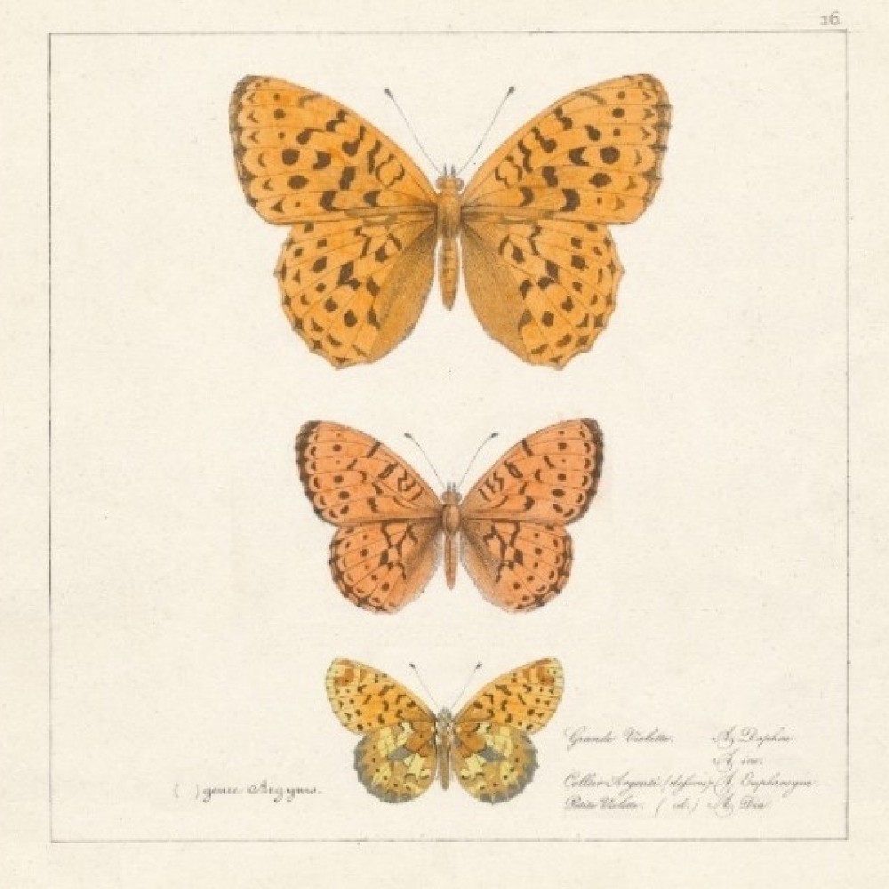 Guardanapo Papillons Antiques 33x33